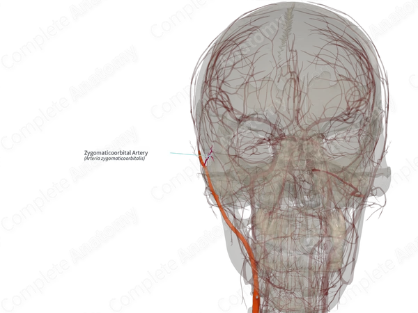 Zygomaticoorbital Artery (Left)