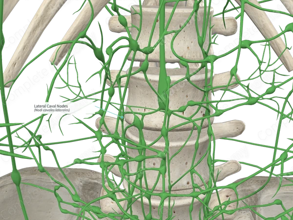 Lateral Caval Nodes