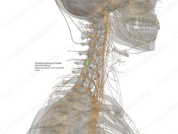 Posterior Ramus of Sixth Cervical Nerve (Left)