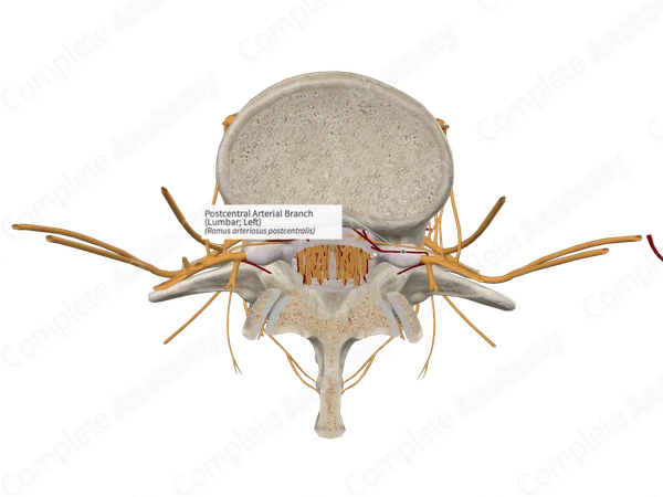 Postcentral Arterial Branch (Lumbar; Left)