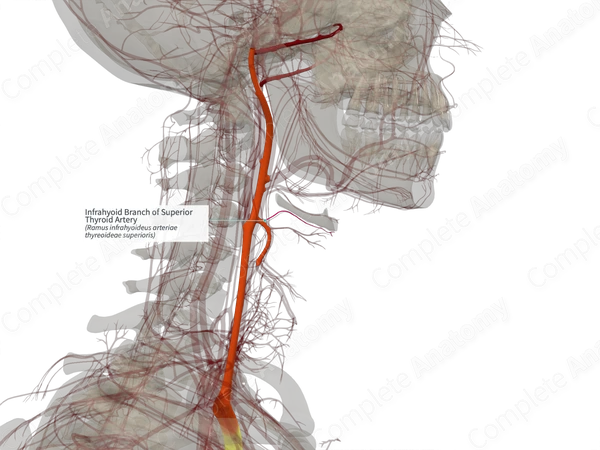 Infrahyoid Branch of Superior Thyroid Artery (Right)