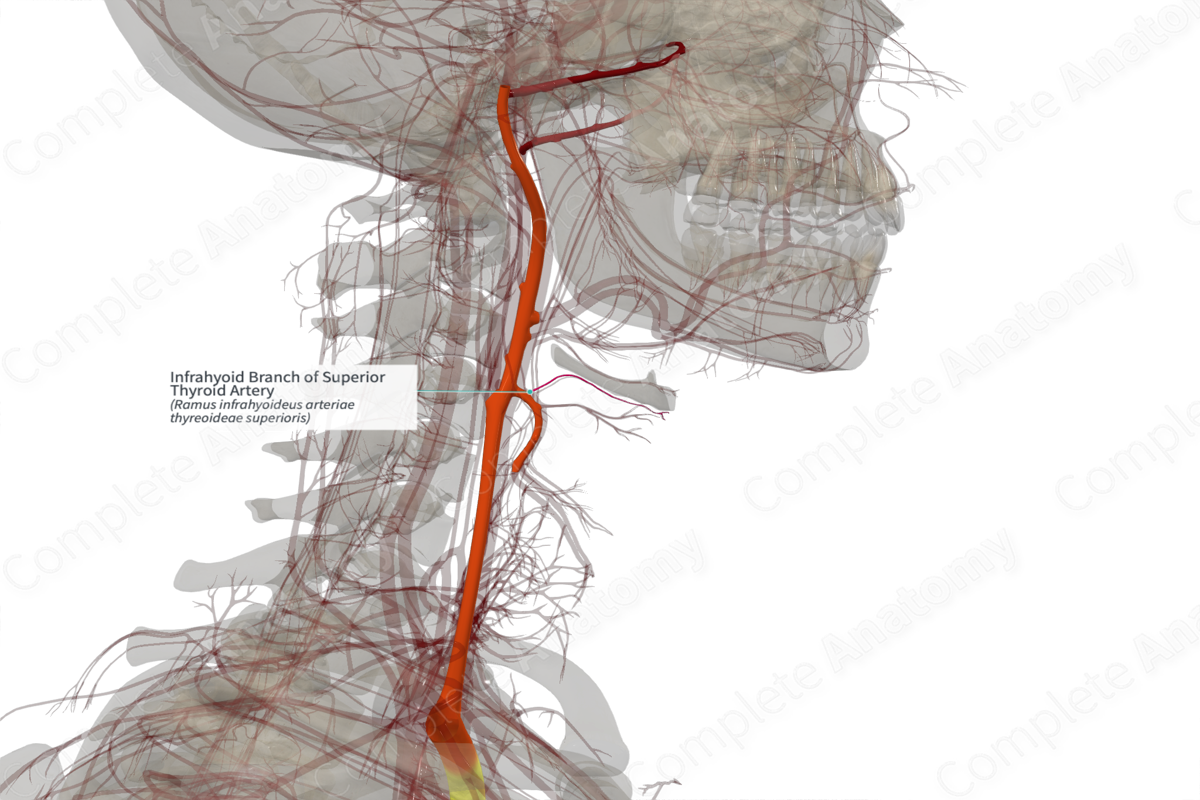 Infrahyoid Branch of Superior Thyroid Artery (Right)