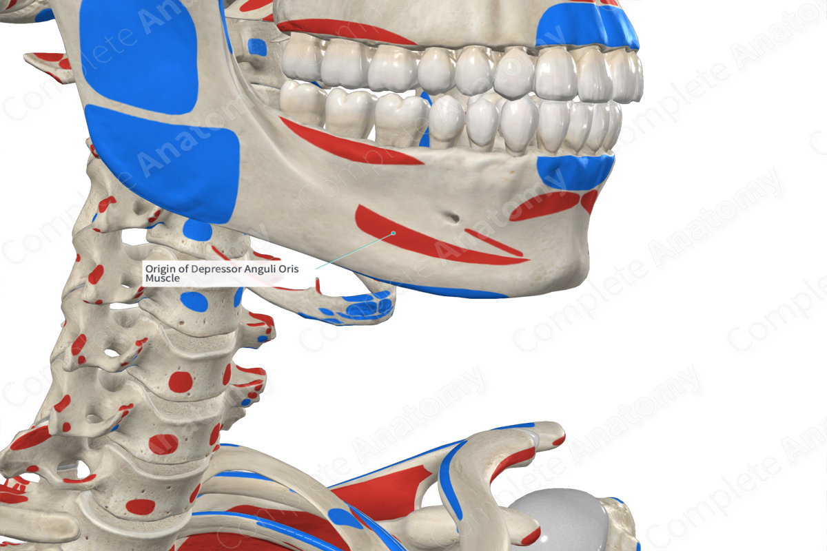 Origin of Depressor Anguli Oris Muscle Complete Anatomy