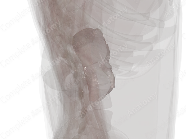 Renal Fascia (Left)