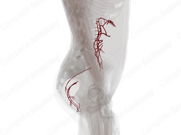 Arteries of Large Intestine
