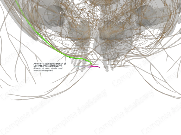 Anterior Cutaneous Branch of Seventh Intercostal Nerve (Left)