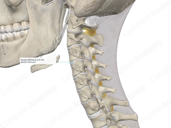 Anulus Fibrosus (C3-C4)