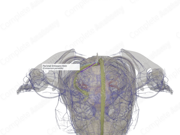 Parietal Emissary Vein (Right)
