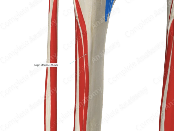 Origin of Soleus Muscle Complete Anatomy