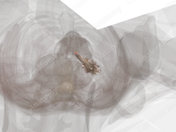 Renal Sinus (Left)