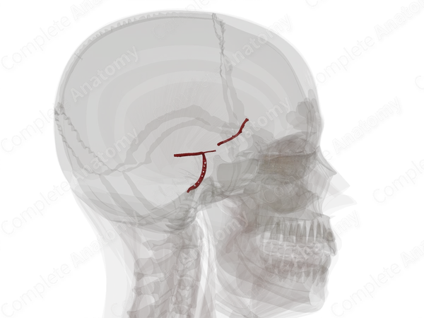 Cerebral Arterial Circle