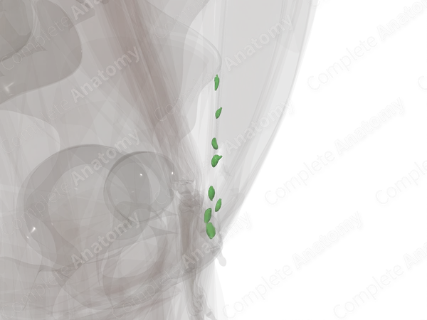 Superficial Inguinal Nodes (Left)