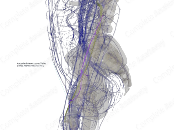Anterior Interosseous Veins (Right)