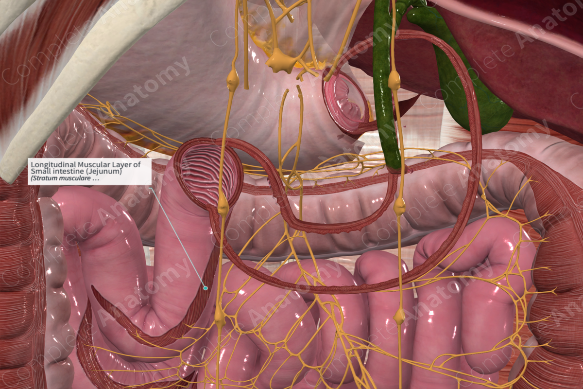 Longitudinal Muscular Layer of Small intestine (Jejunum)