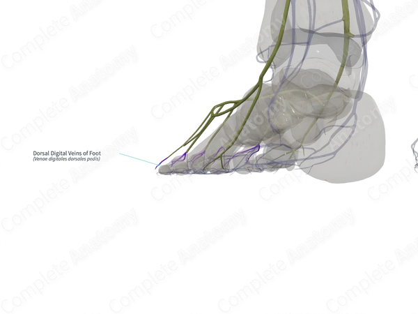 Dorsal Digital Veins of Foot (Left)