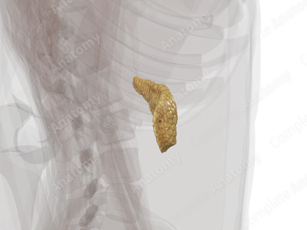 Pancreas