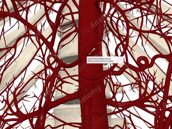 Great Pancreatic Artery