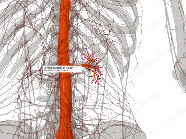 Interlobar Artery of Kidney (Right)