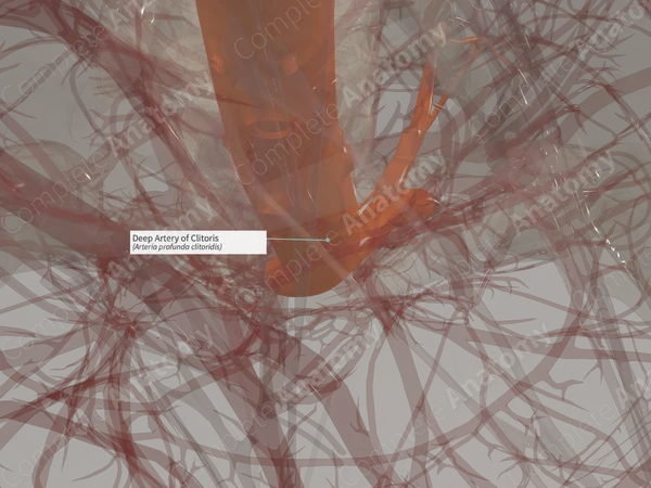Deep Artery of Clitoris (Right)