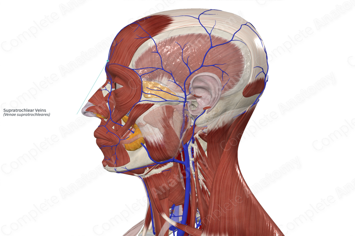 Supratrochlear Veins 