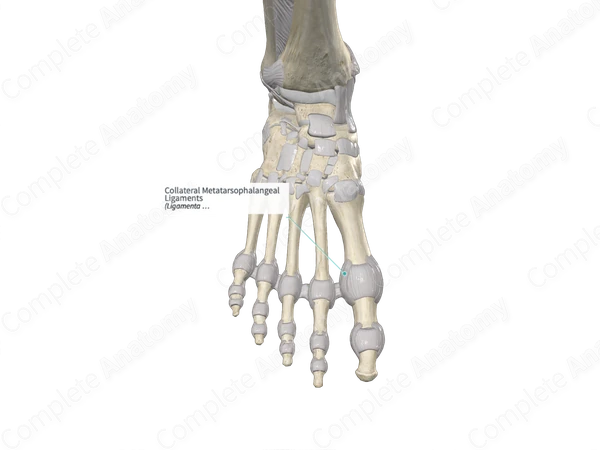 Collateral Metatarsophalangeal Ligaments 