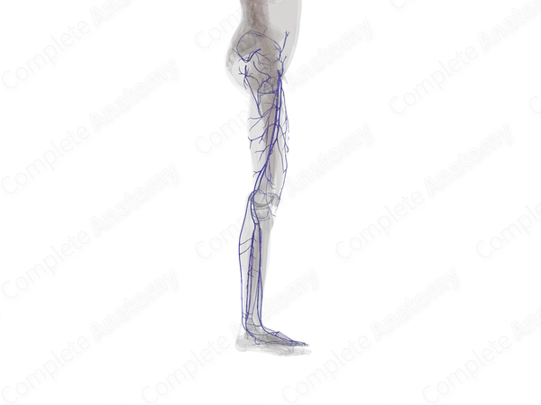 Veins of Lower Limb (Left)