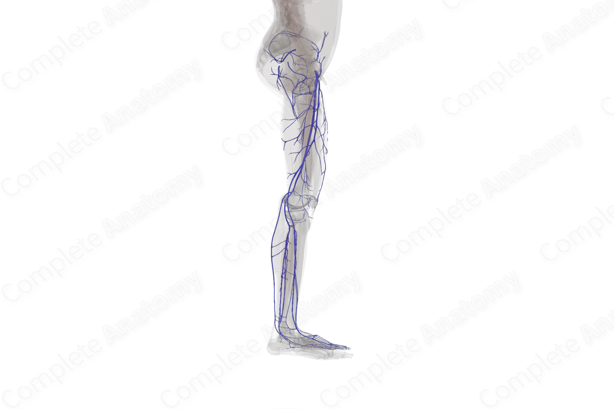 Veins of Lower Limb (Left)