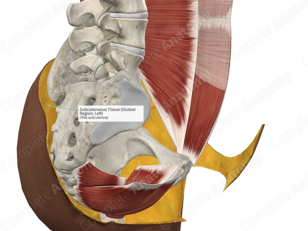 Subcutaneous Tissue (Gluteal Region; Left)