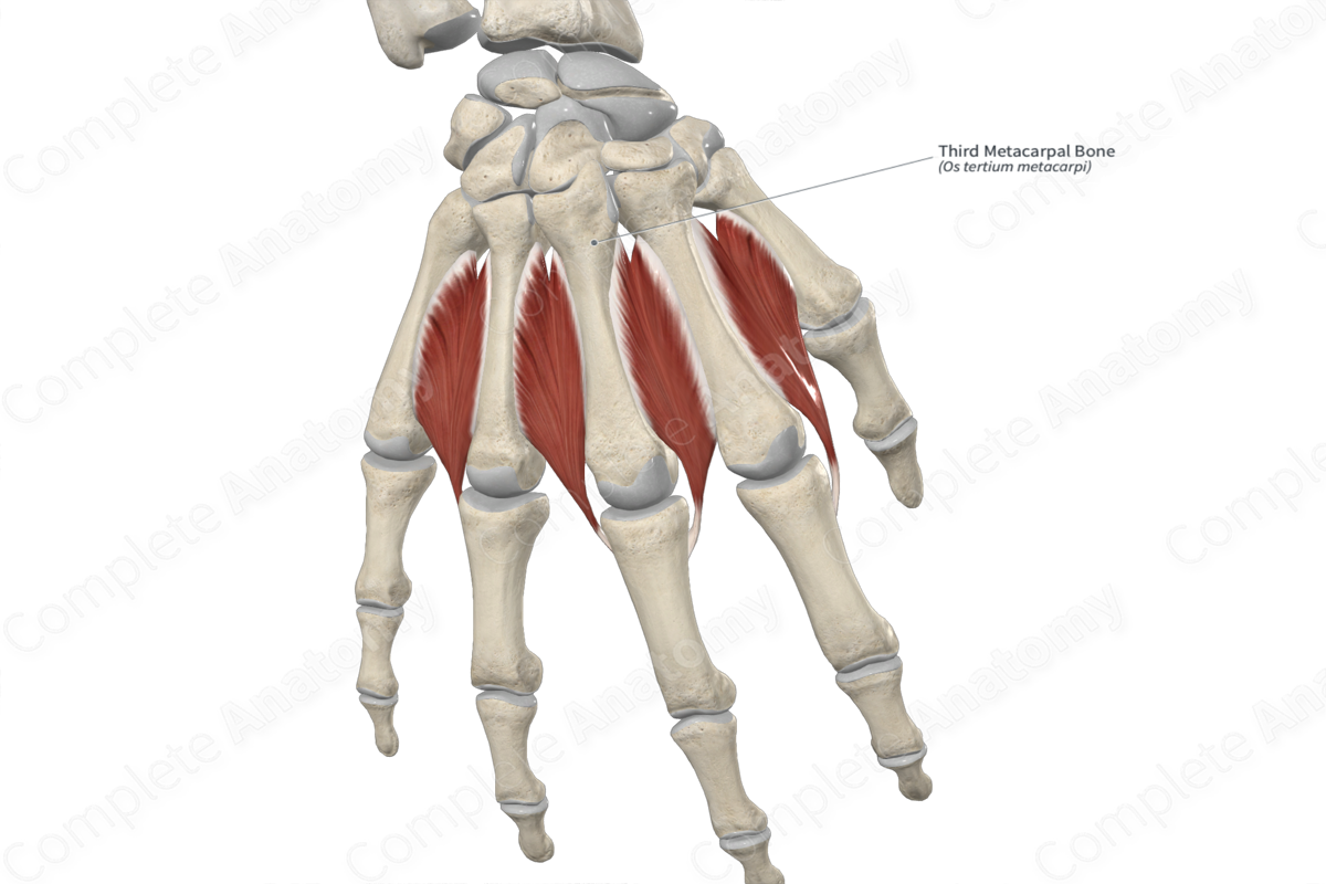 Third Metacarpal Bone 