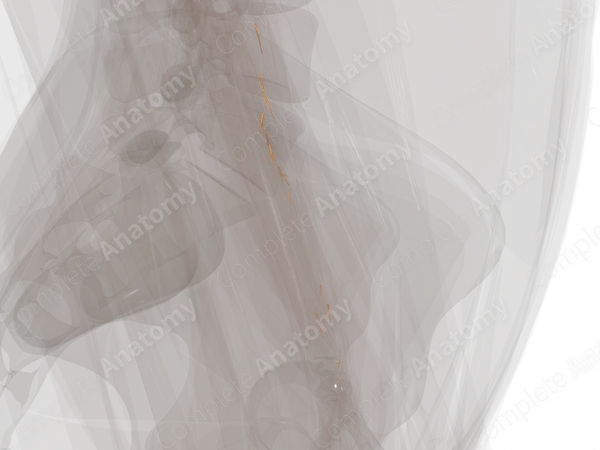 Muscular Branches of Median Nerve (Forearm; Left)