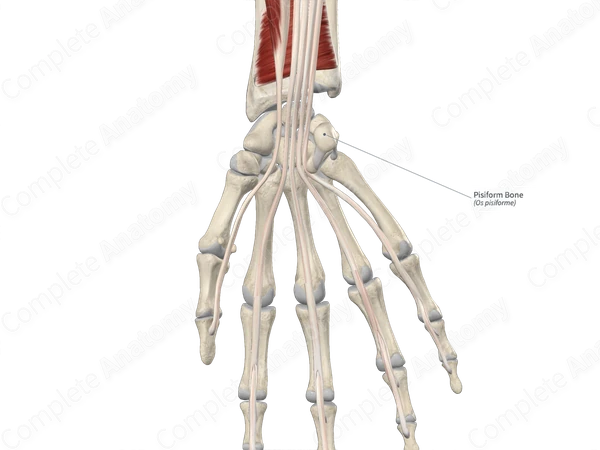 Pisiform Bone
