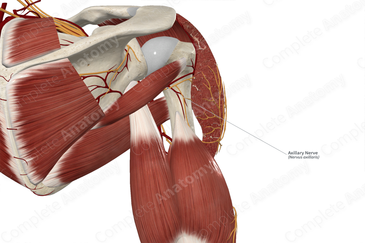 Axillary Nerve 