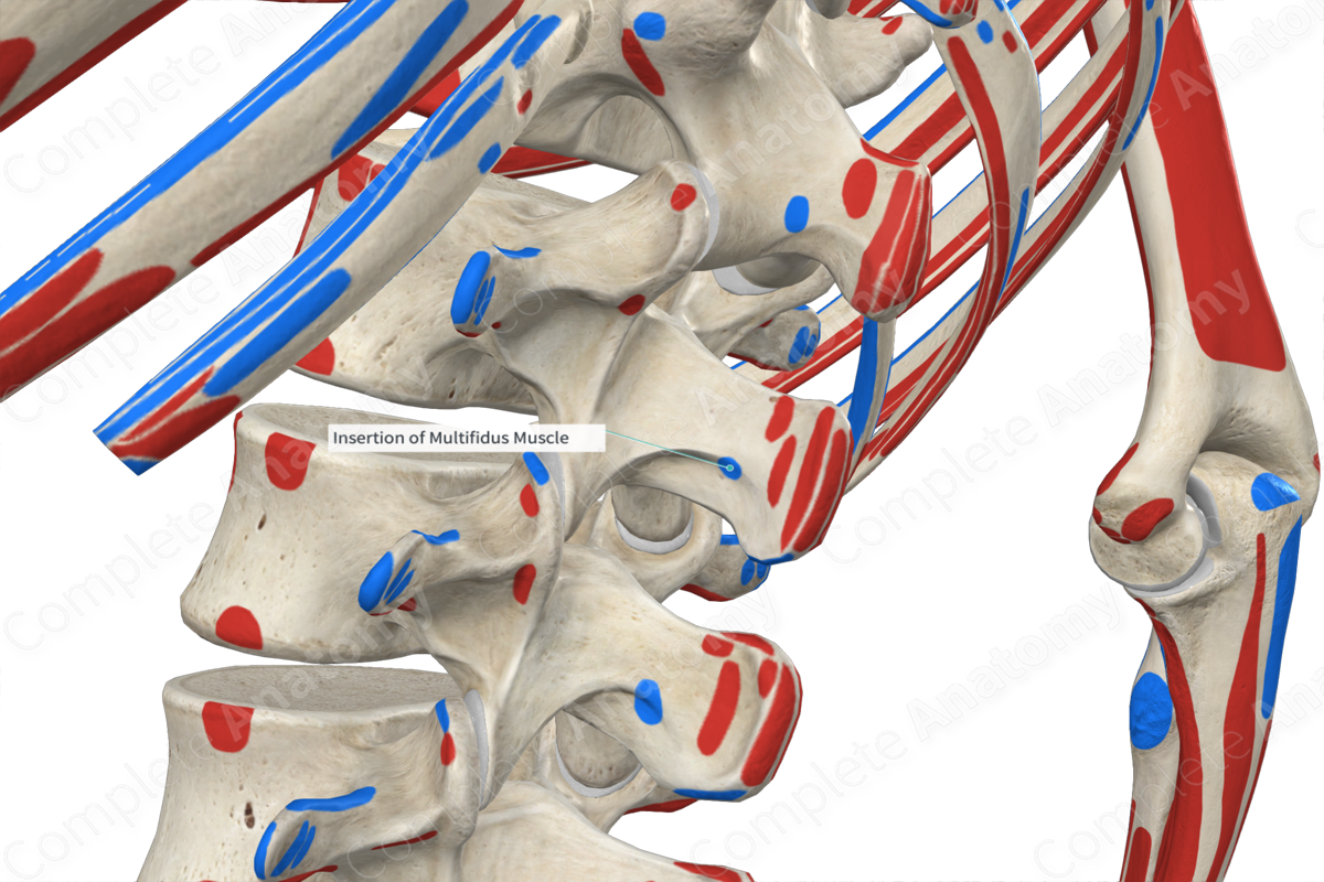 Insertion Of Multifidus Muscle Complete Anatomy