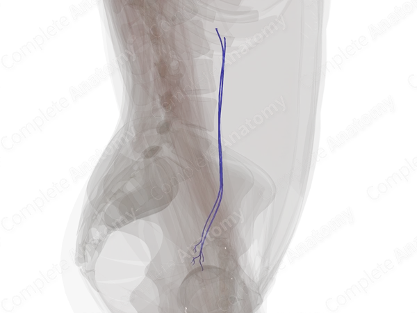 Veins of Ovaries