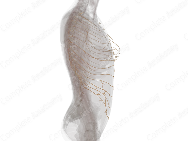 Anterior Rami of Thoracic Nerves (Left)