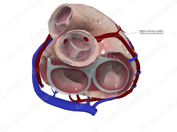 Right Coronary Leaflet