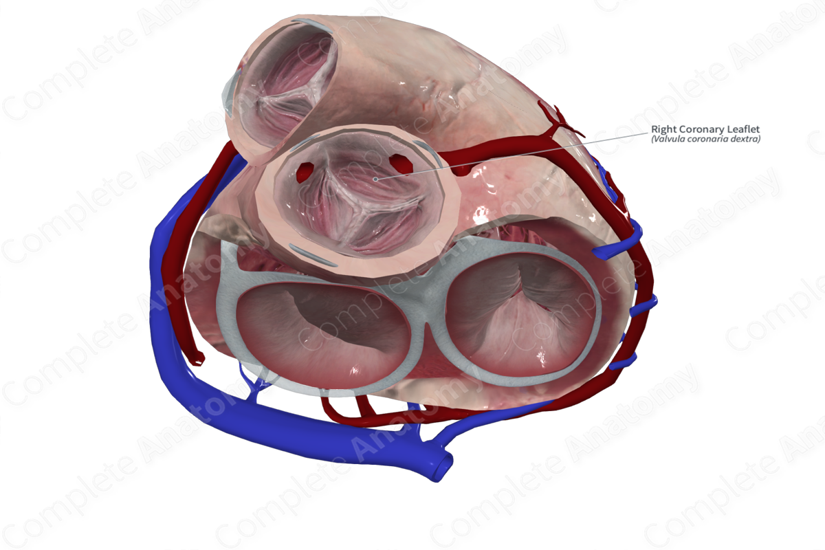 Right Coronary Leaflet