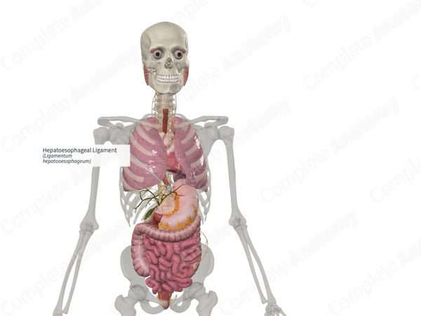 Hepatoesophageal Ligament