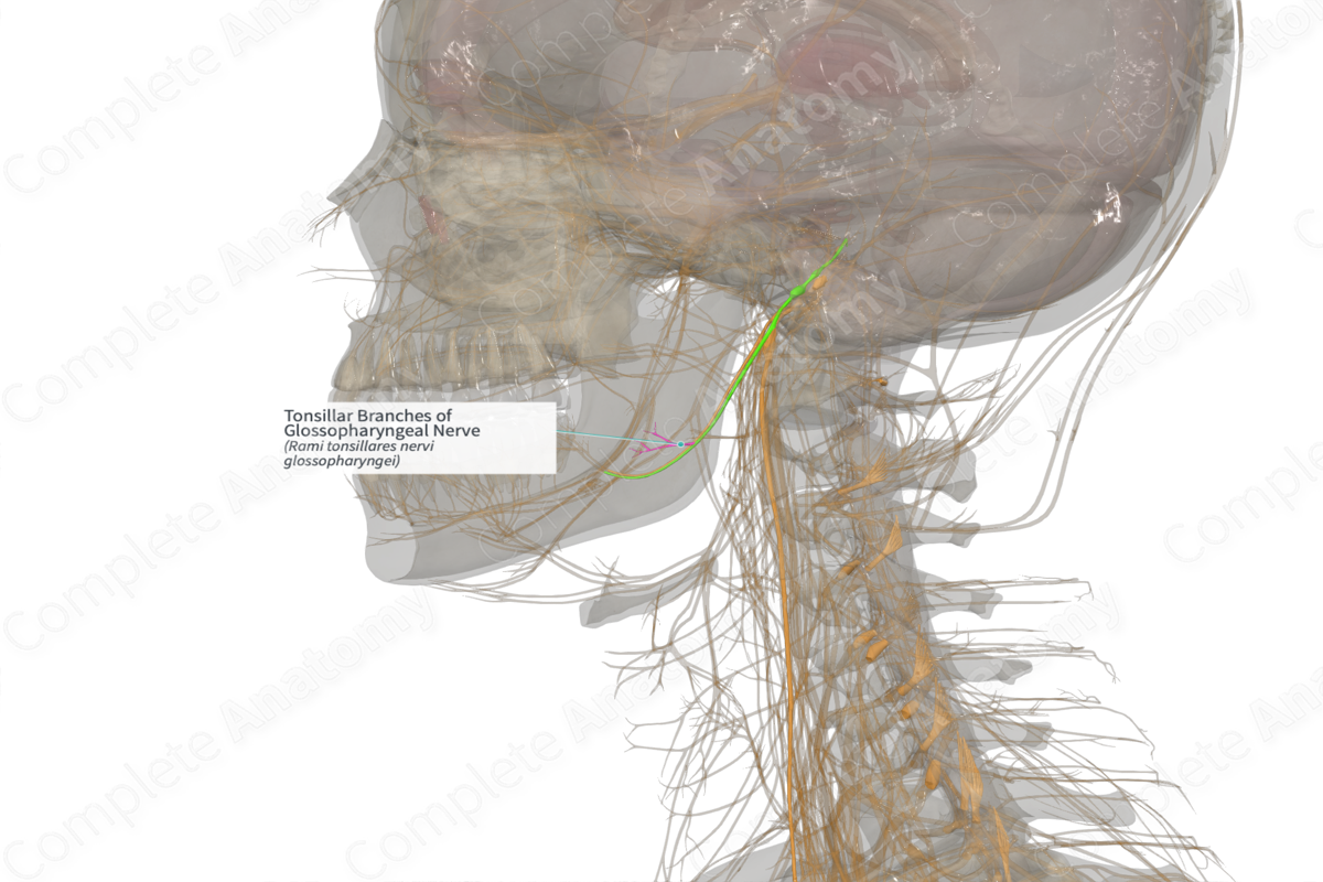 Tonsillar Branches of Glossopharyngeal Nerve (Left)