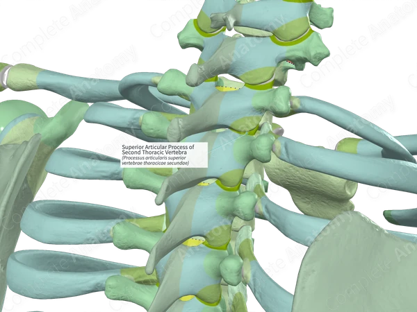 Superior Articular Process of Second Thoracic Vertebra (Left)