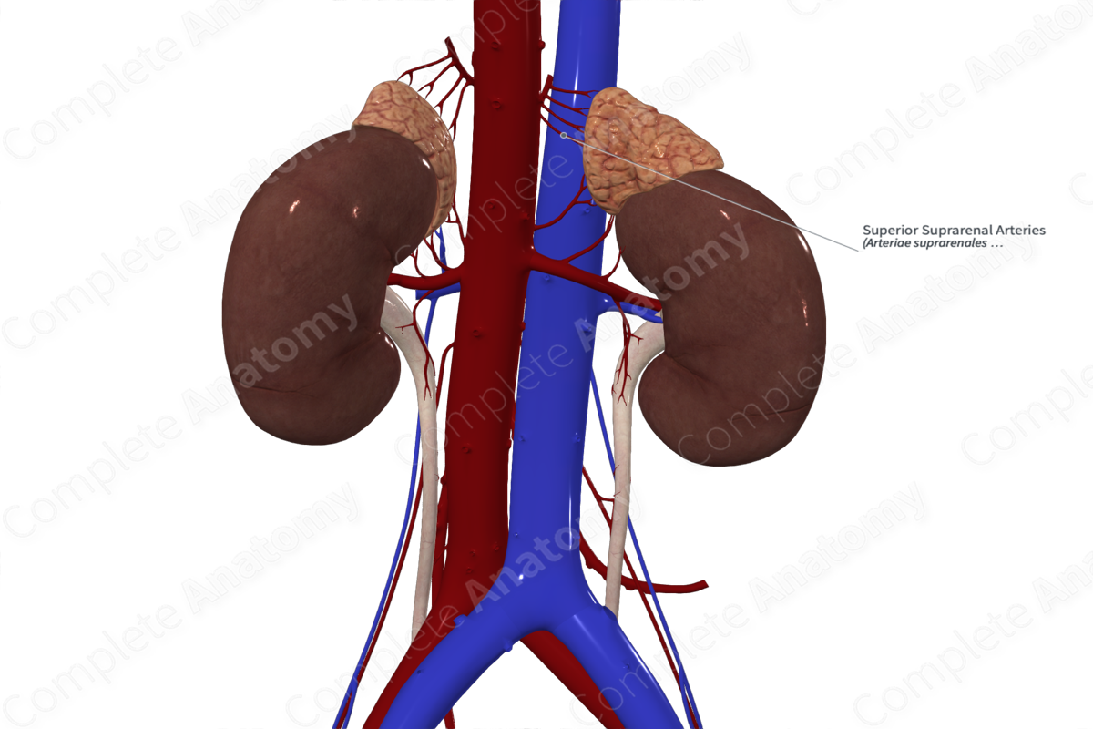 Superior Suprarenal Arteries 
