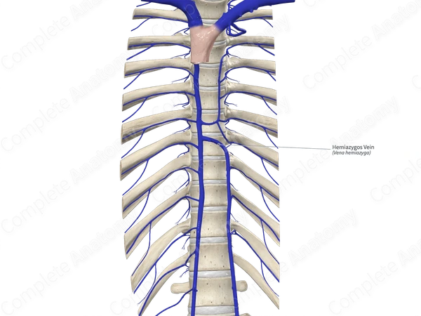 Hemiazygos Vein