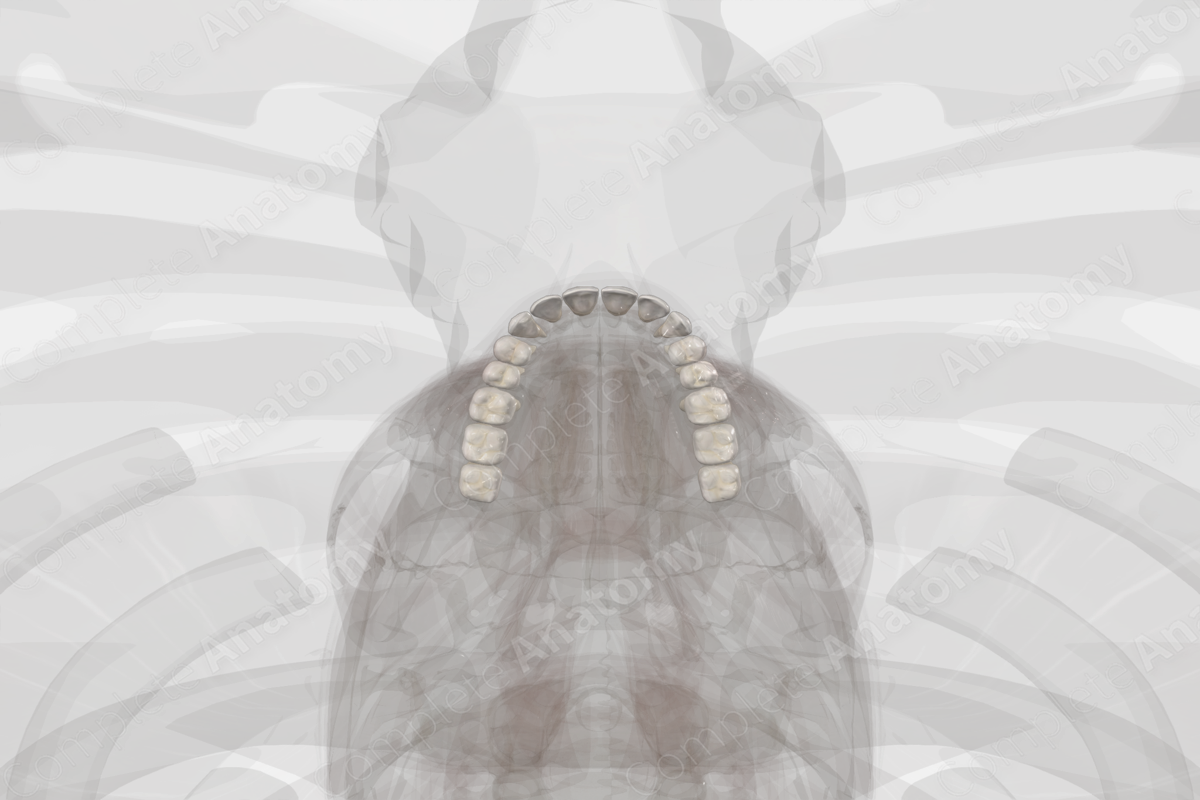 Maxillary Dental Arch Biology Diagrams