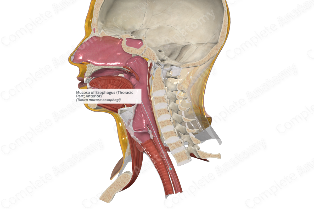 Mucosa of Esophagus (Thoracic Part; Anterior)