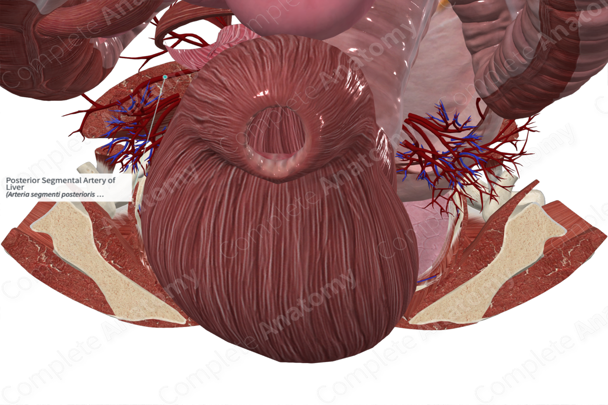 Posterior Segmental Artery of Liver