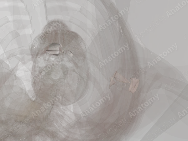 Synovial Joints of Pectoral Girdle (Left)