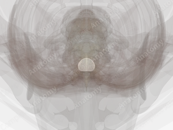 Intervertebral Symphysis (T8-T9)