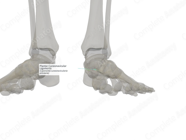 Plantar Cuneonavicular Ligaments (Left)