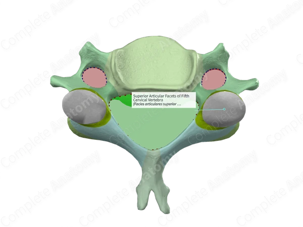 Superior Articular Facets of Fifth Cervical Vertebra