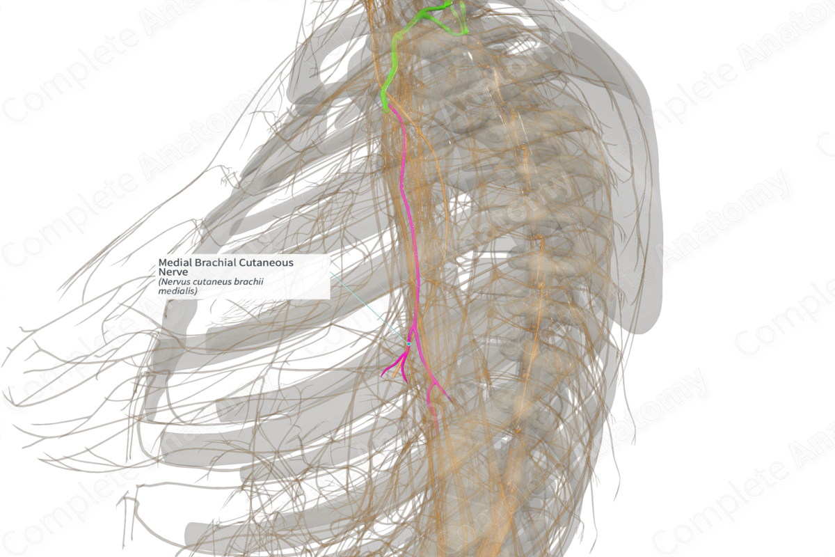 Medial Brachial Cutaneous Nerve (Left)
